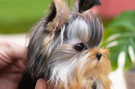 Yorkshire Terrier Eclipse Puppy