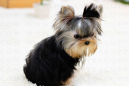 Yorkshire Terrier Eclipse Puppy