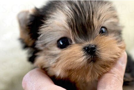 Yorkshire Terrier Hazel Puppy