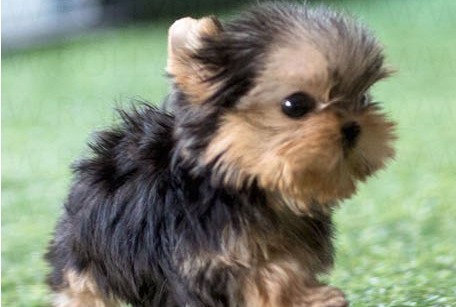Yorkshire Terrier Hazel Puppy