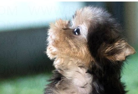 Yorkshire Terrier Hazel Puppy
