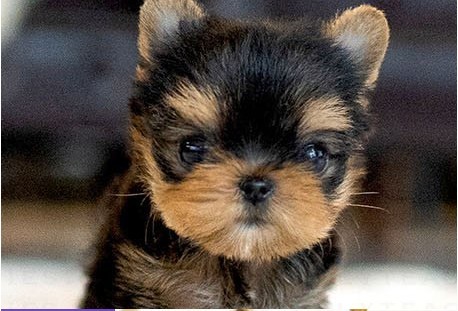 Yorkshire Terrier Kate Puppy