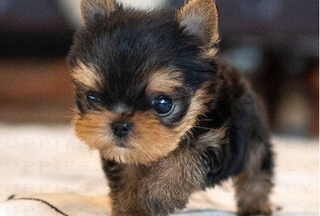 Yorkshire Terrier Kate Puppy