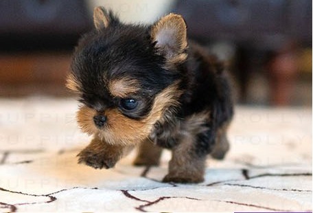 Yorkshire Terrier Kate Puppy
