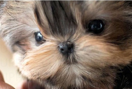 Yorkshire Terrier Peanut Puppy