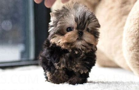 Yorkshire Terrier Peanut Puppy