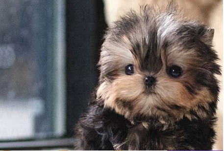 Yorkshire Terrier Peanut Puppy