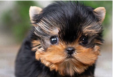Yorkshire Terrier Winston Puppy