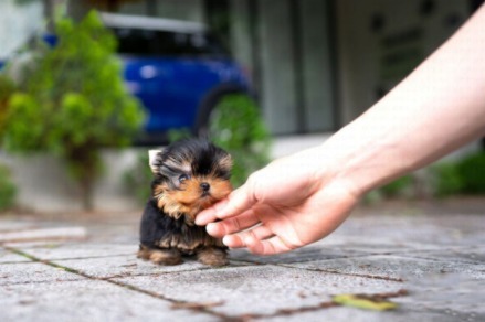 Yorkshire Terrier Winston Puppy