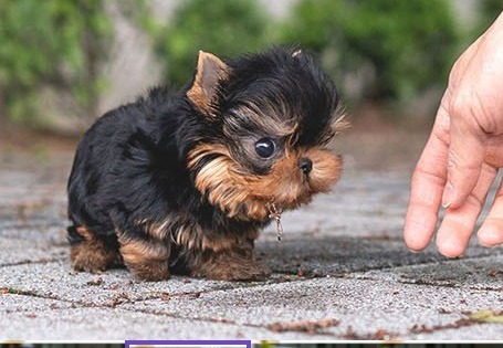 Yorkshire Terrier Winston Puppy