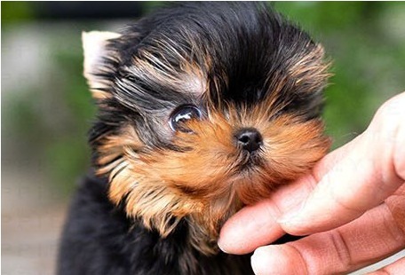 Yorkshire Terrier Winston Puppy