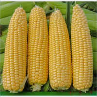 Yellow Corn Cob