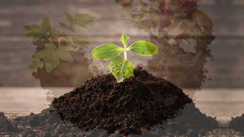Posphate Rich Organic Manure Application: Agriculture