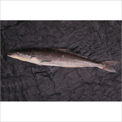 Cobia Fish - Fresh Quality Seafood, 1 Week Shelf Life, Nutrient-Rich Protein Source, Versatile Cooking Styles