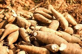 Raw Natural Fresh Cassava - 12 Months Shelf Life, Rich In Dietary Fiber And Complex Carbohydrates For Metabolism Support