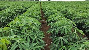 Raw Natural Fresh Cassava - 12 Months Shelf Life, Rich In Dietary Fiber And Complex Carbohydrates For Metabolism Support
