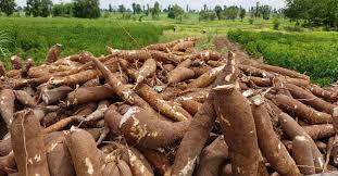 Raw Natural Fresh Cassava - 12 Months Shelf Life, Rich In Dietary Fiber And Complex Carbohydrates For Metabolism Support