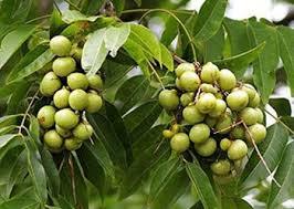 Black Dried Sapindus Rarak