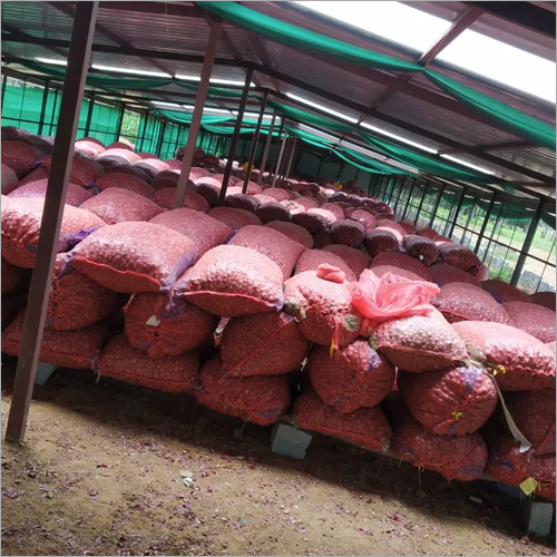 Natural Bangalore Rose Onion