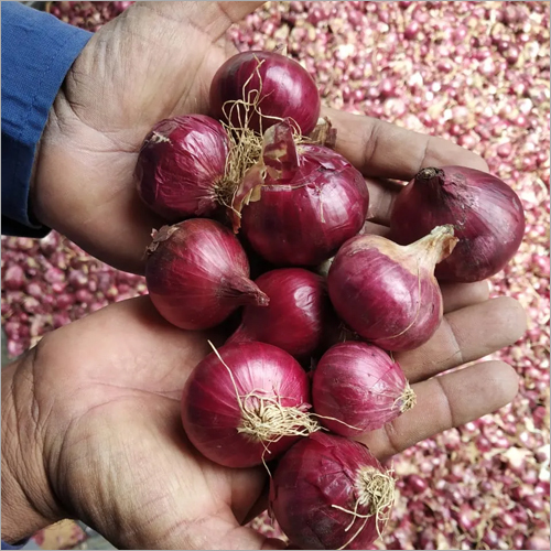 Natural Bangalore Rose Onion
