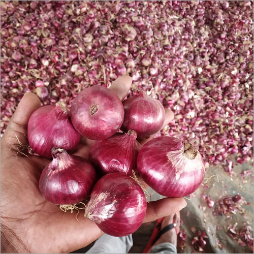 Natural Bangalore Rose Onion
