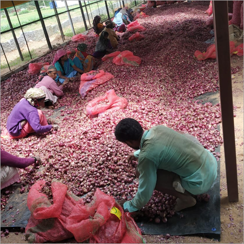 Natural Bangalore Rose Onion