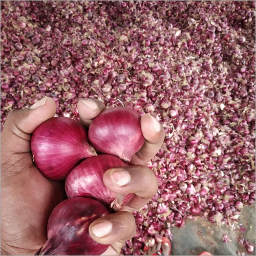 Natural Bangalore Rose Onion