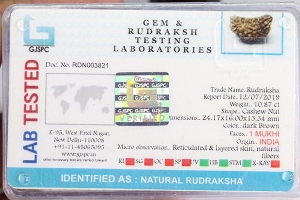 One Mukhi Rudraksha Size: 24.17 X 16.00 X 13.34 Mm