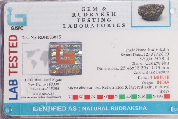 One Mukhi Rudraksha Size: 23.48 X 15.20 X 11.15 Mm