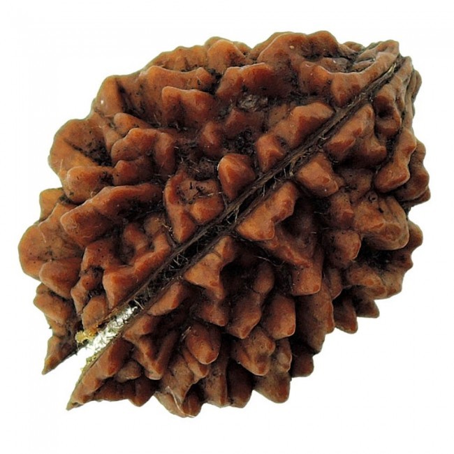 Two Mukhi Rudraksha - Natural Brown, 3.15 Grams (G) | Enhances Name, Fame, Love, Marriage; Supports Energy, Morality, And Wealth