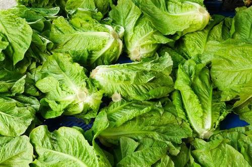 Fresh Lettuce