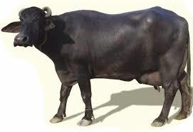 Black Pure Murrah Buffalo