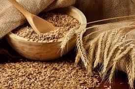 Yellow Cereal Grain Wheat Of Good Quality
