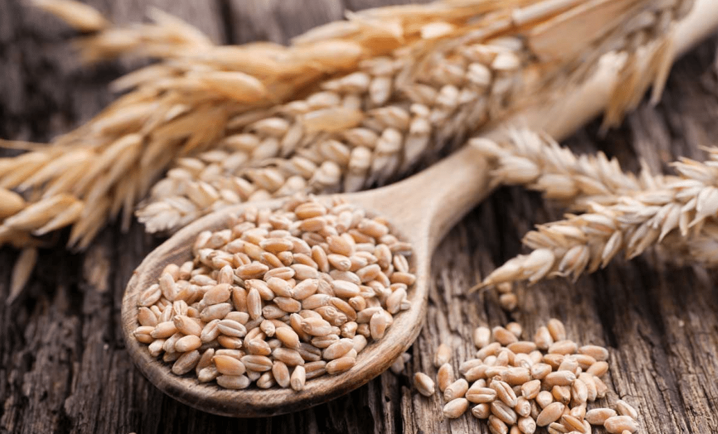 Yellow Cereal Grain Wheat Of Good Quality