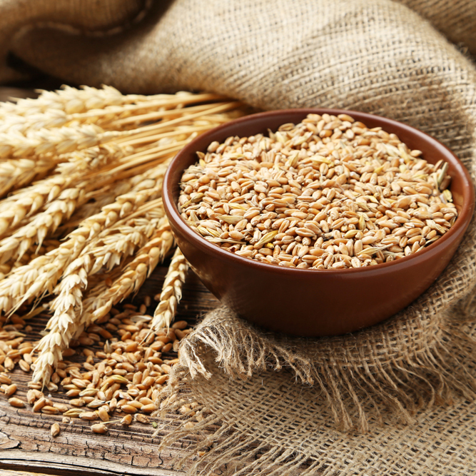 Yellow Cereal Grain Wheat Of Good Quality