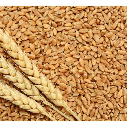 Yellow Cereal Grain Wheat Of Good Quality
