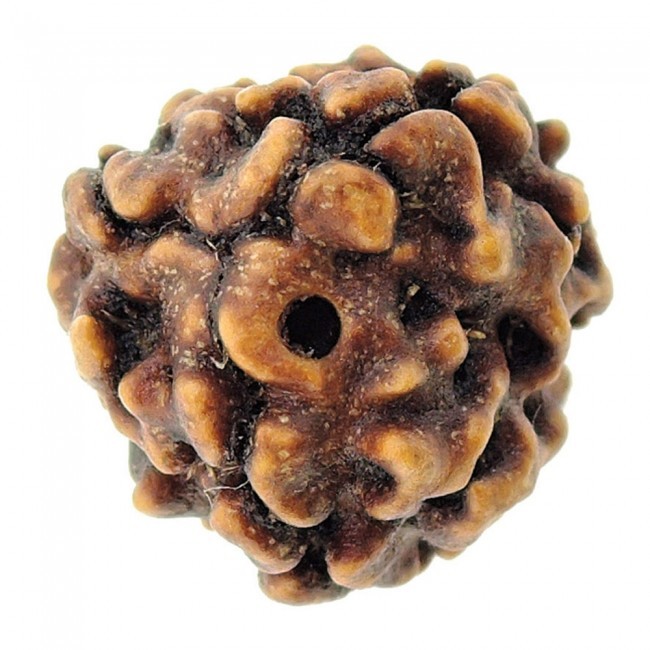 Three Mukhi Rudraksha - 3.40 Grams Natural Brown Gemstone | Enhances Name, Fame, Energy, Morality, Wealth & Concentration