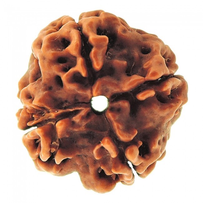 Four Mukhi Rudraksha - Natural, 3.40 Grams, Brown | Enhances Concentration, Promotes Devoutness, Supports Wealth And Morality