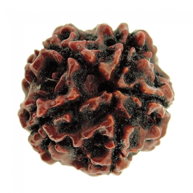 Five Mukhi Rudraksha - 3.40 Grams Natural Brown | Enhances Name, Fame, Energy, Morality, Wealth, And Forgiveness, Ideal For Stress Relief