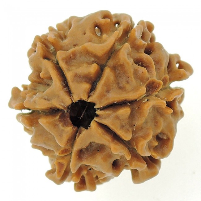 Six Mukhi Rudraksha - 5 Grams Natural Brown | Promotes Fame, Wealth, Health, Happiness & Success In Love