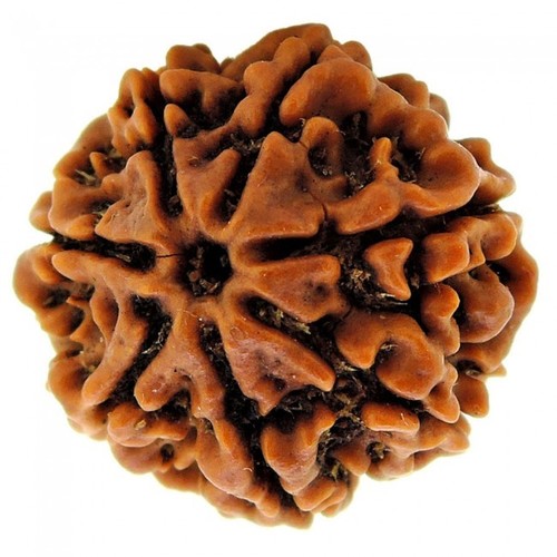 Seven Mukhi Rudraksha - Natural Brown, 3.50 Grams | Enhances Wealth And Health, Aids Against Shani Sadhesati, Supports Mahamrityunjay Mantra Practice