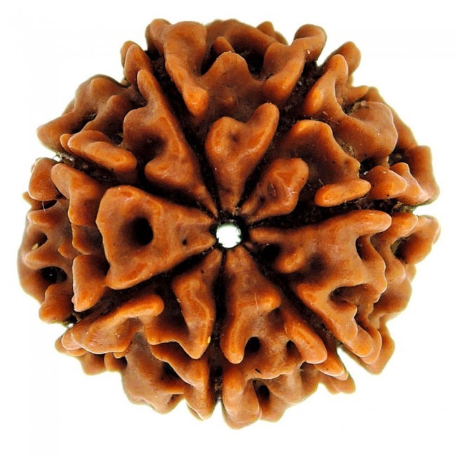 Seven Mukhi Rudraksha - Natural Brown, 3.50 Grams | Enhances Wealth And Health, Aids Against Shani Sadhesati, Supports Mahamrityunjay Mantra Practice