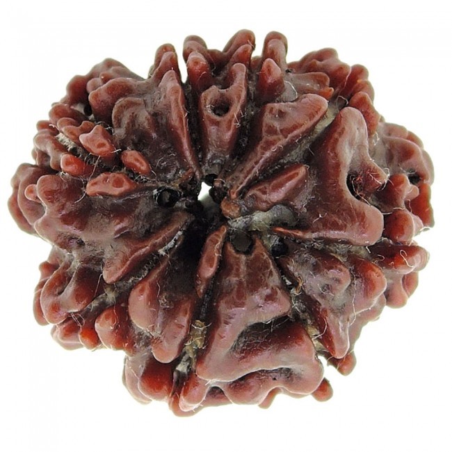 Brown Eight Mukhi Rudraksha