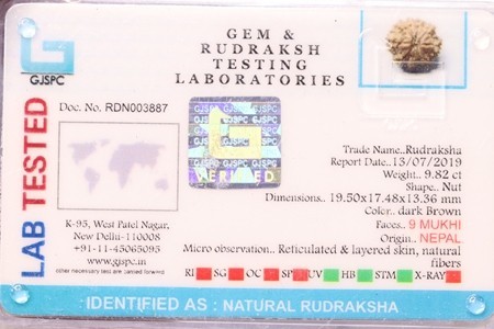 Nine Mukhi Rudraksha - 9.82 Ct Natural Brown Stone, 19.50 X 17.48 X 13.36 Mm | Protects Against Rahu-ketu, Develops Patience, Relieves Pain