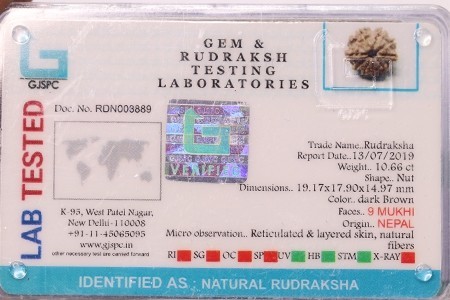 Nine Mukhi Rudraksha - Natural Brown, Size 19.17 X 17.90 X 14.97 Mm | Excellent Quality, Protective Benefits For Mental Well-being And Health