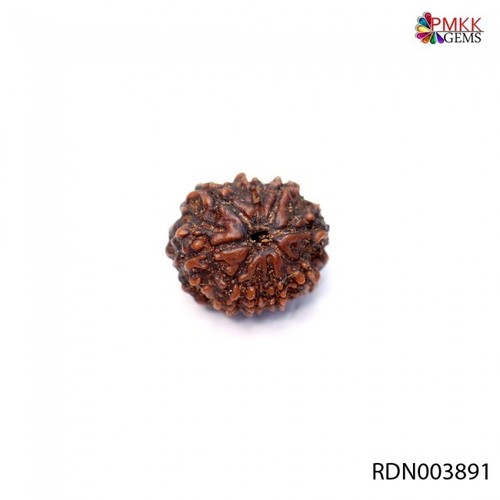 Nine Mukhi Rudraksha Size: 19.97 X 17.52 X 15.47 Mm
