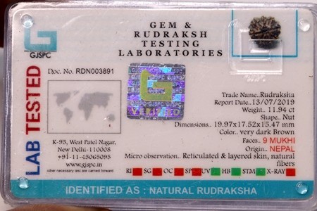 Nine Mukhi Rudraksha Size: 19.97 X 17.52 X 15.47 Mm
