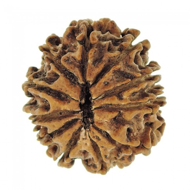 Brown Eleven Mukhi Rudraksha