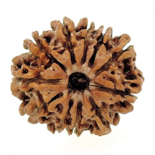 Twelve Mukhi Rudraksha - 3 Grams, Natural Brown Stone | Fearless Empowerment, Leadership Control, Inner Strength, Radiant Happiness