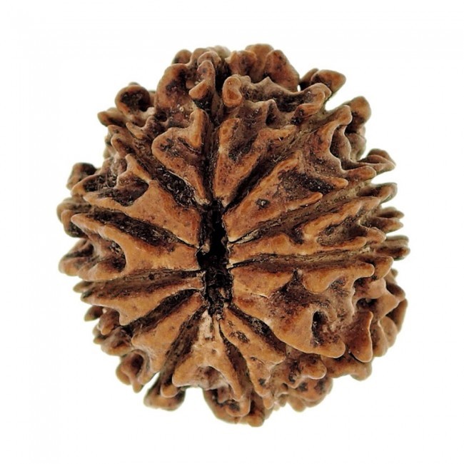 Twelve Mukhi Rudraksha - 3 Grams, Natural Brown Stone | Fearless Empowerment, Leadership Control, Inner Strength, Radiant Happiness